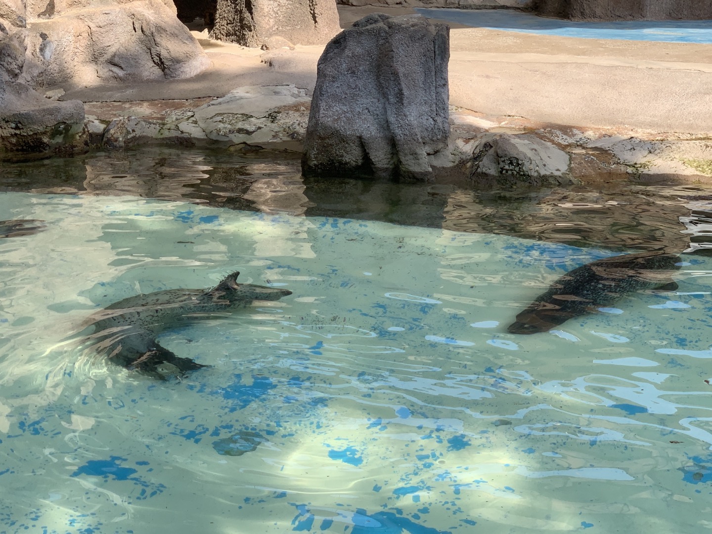 과천 서울대공원 물범