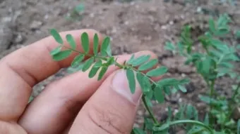 렌틸 재배 봄 파종 배수 확보 건조 수확_12