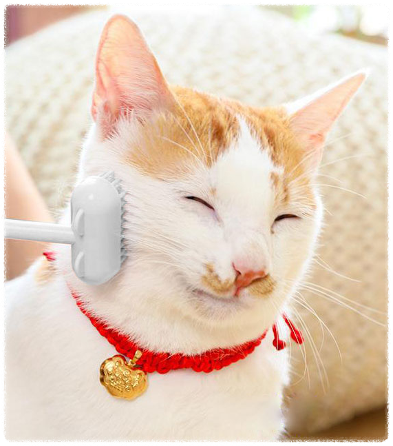 고야이 털관리 빗