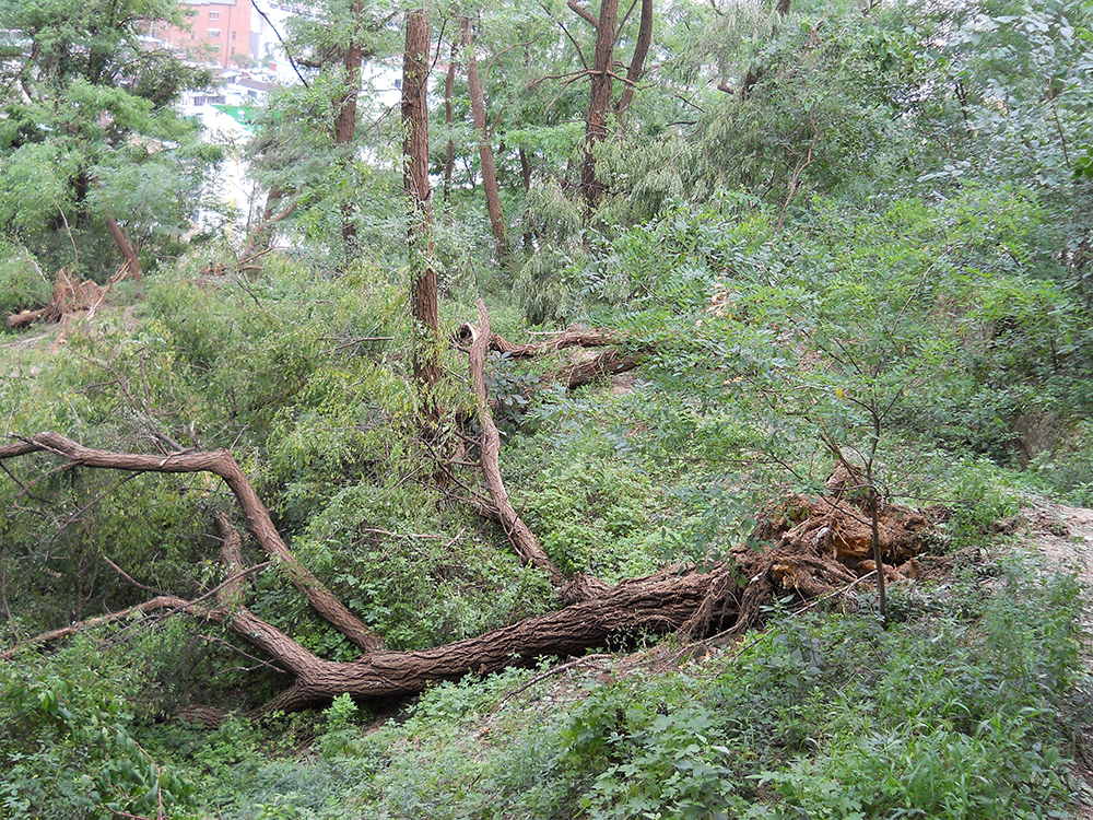 태풍이 지나간 홍제동 고은산(Goeunsan)