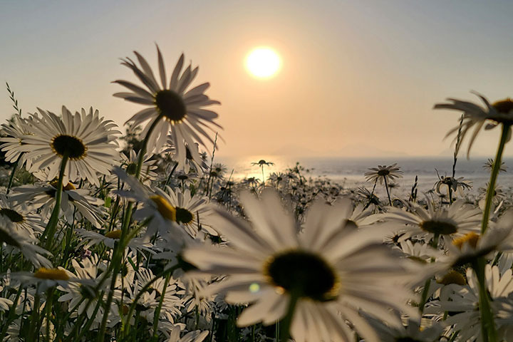 부안 변산마실길 2코스, 데이지꽃과 함께 걷는 힐링 산책길