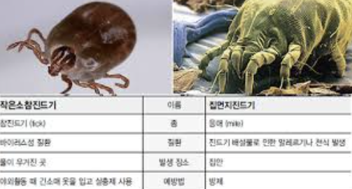 집먼지 진드기 퇴치 ❘ 제가 실천한 방법 공유