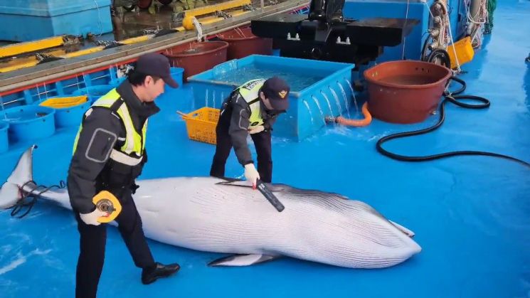 밍크고래 불법 포획 유통 판매 밍크고래고기 불법 판매