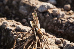 아스파라거스 뿌리