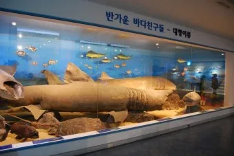 아이와 제주 여행 제주 민속 자연사박물관 예매 코스 가이드_12