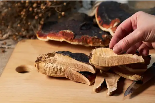 영지버섯 효능 효과 및 부작용 먹는 방법