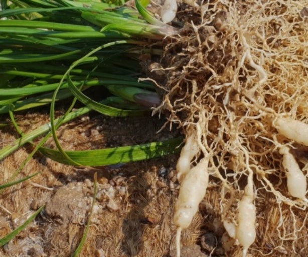 맥문동 효능 먹는법 주의할점 맥문동차