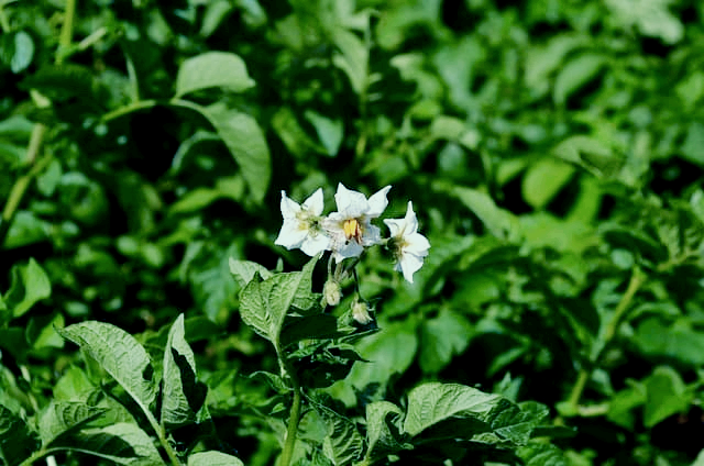 웃거름은 2번, 북주기와 함께 주면 효과 UP!