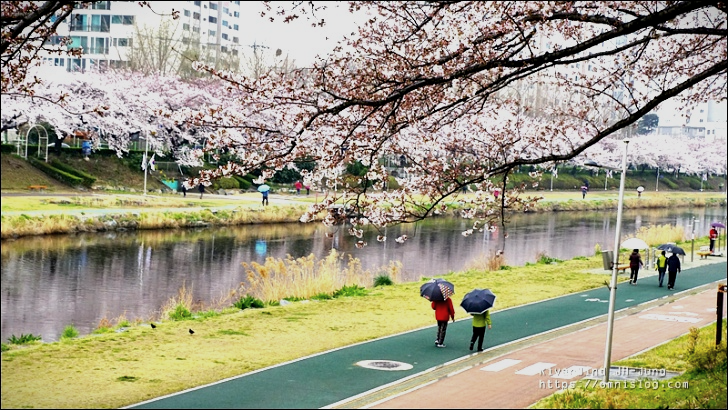 온천천 벚꽃길