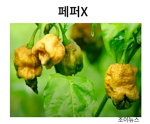 페퍼 X