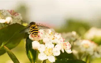 아로니아 효능 및 영양소, 먹는 방법