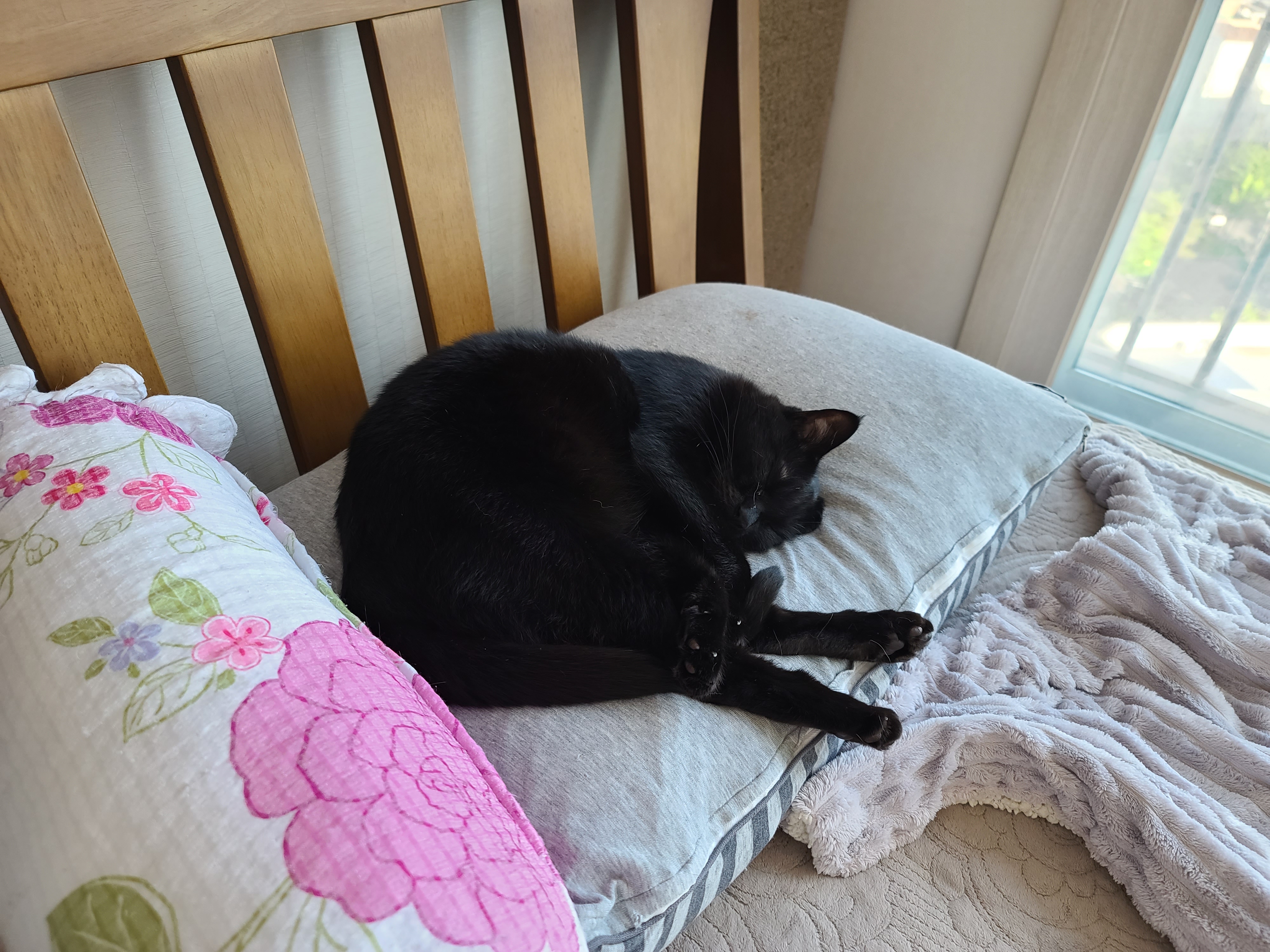 오랜만에 맑은 하늘이었던 날 아홉냥이네 고양이들.