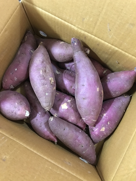 김의준 고구마 특상