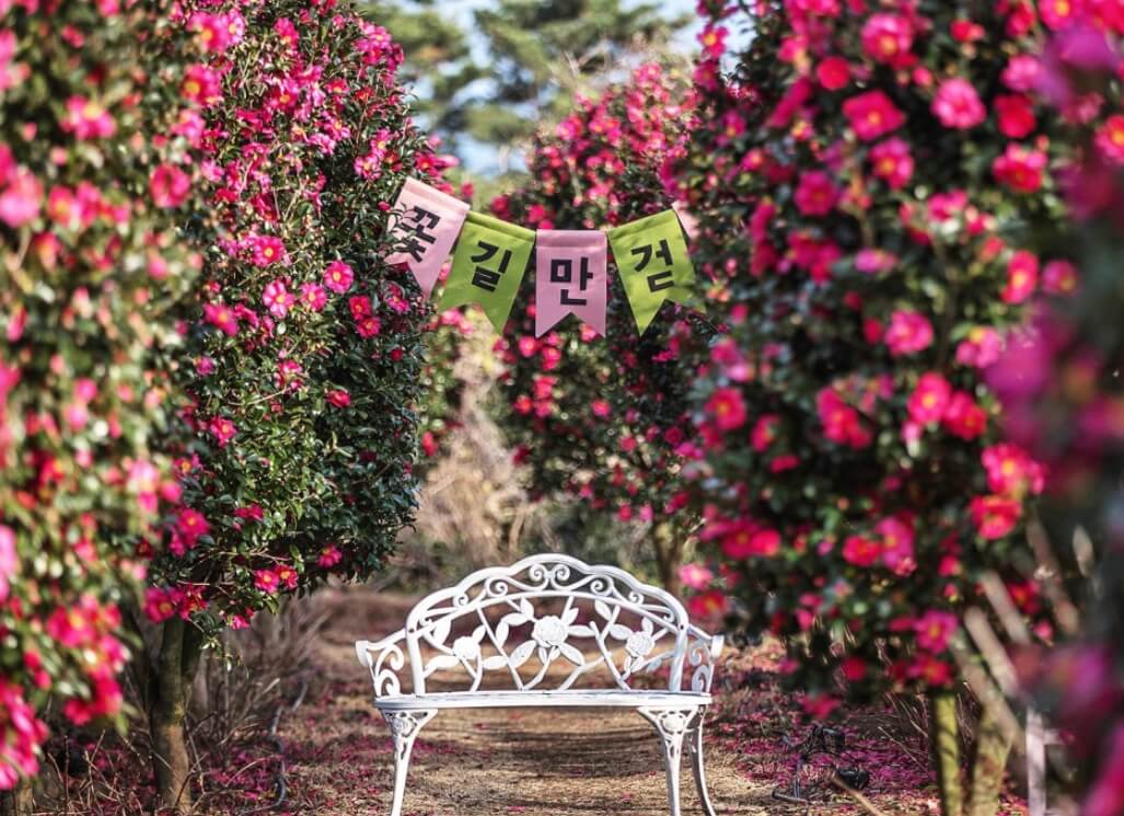 마노르블랑은 2천평이 넘는 정원에 7000여본에 장미와 유럽수국&amp;#44; 동백으로 꾸며진 환상적인 정원입니다