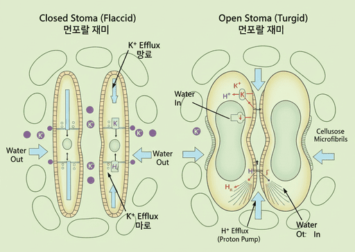 기공 조절과 증산작용
