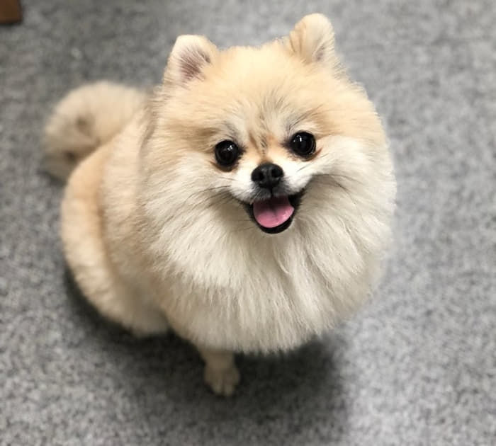 포메라니안