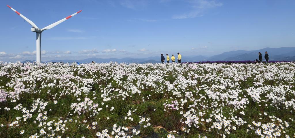 거창 별바람언덕 샤스타데이지