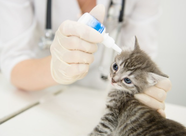 눈 검사를 하는 새끼 고양이.