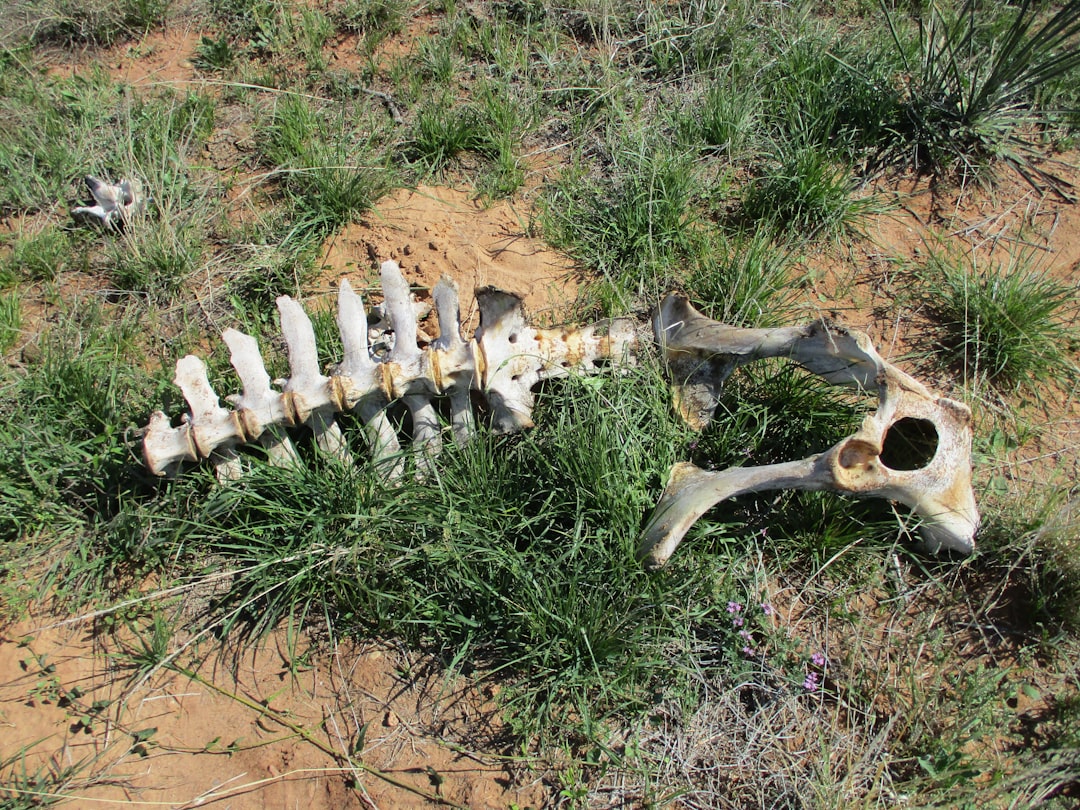 Bone