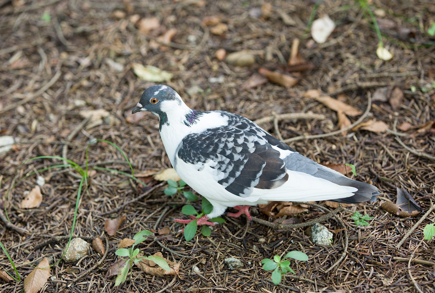 분당 중앙공원 꽃무릇23