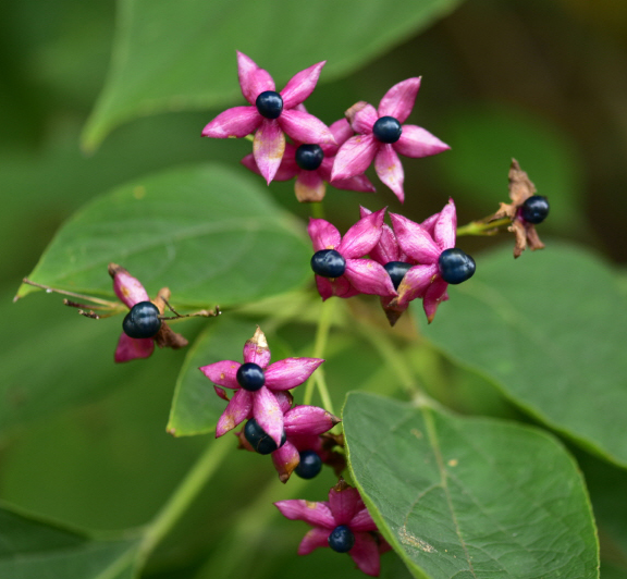 누리장나무 열매 1
