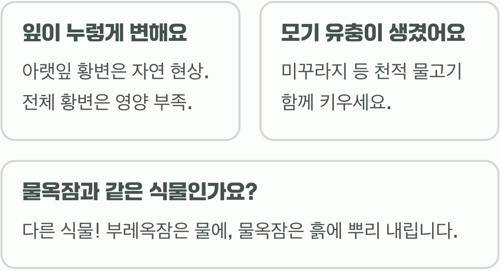 부레옥잠 키우기, 풍성한 보라색 꽃 보는 비법 A to Z
