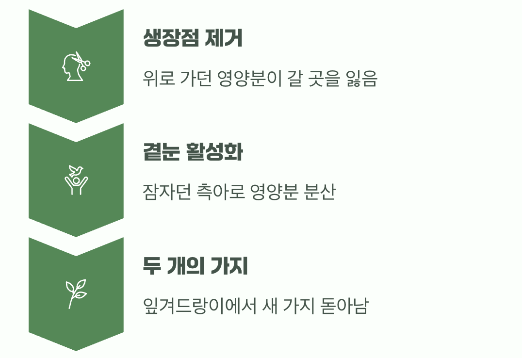 잘린 곳에서 일어나는 놀라운 변화