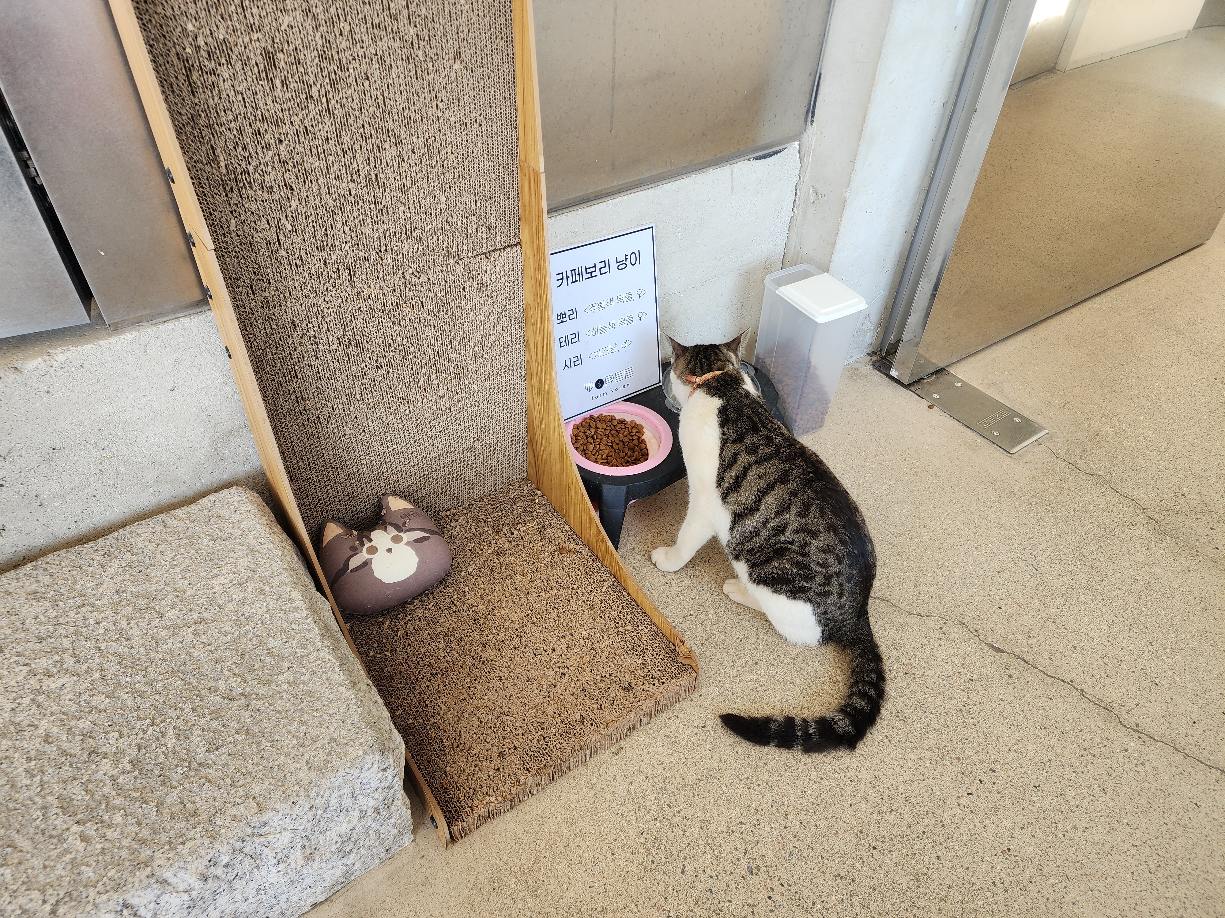 카페 보리 냥이