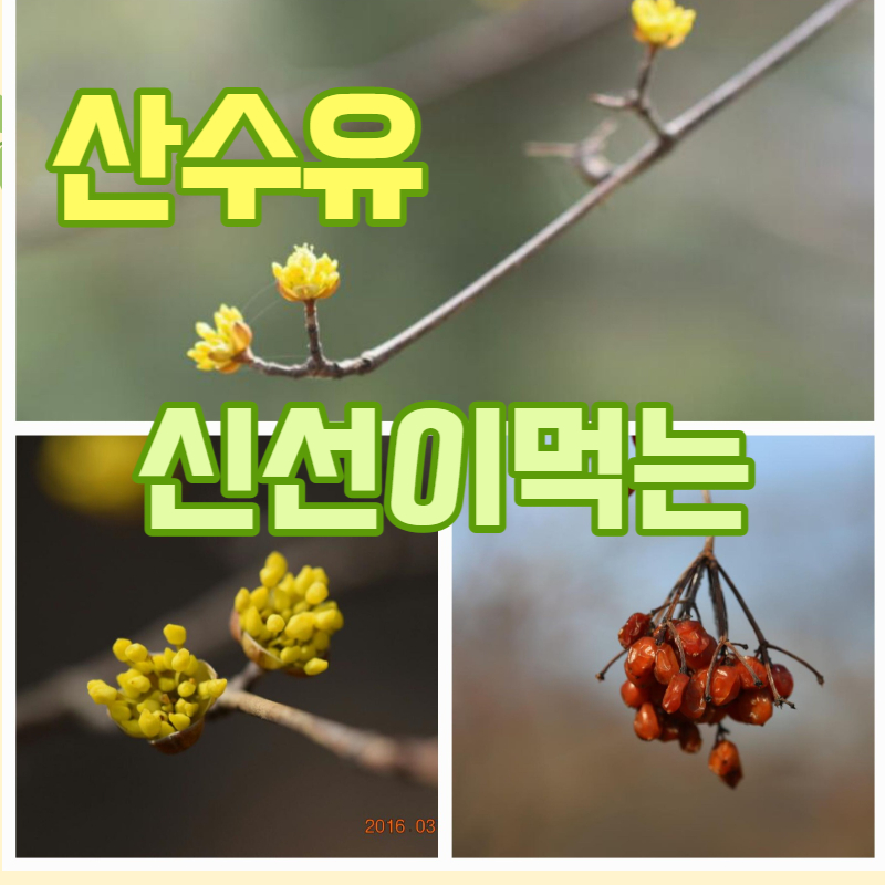 임금님귀는 당나귀귀의 서브주인공