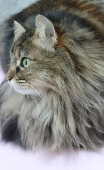 노르웨이숲 고양이 유전병 분양 털빠짐_11