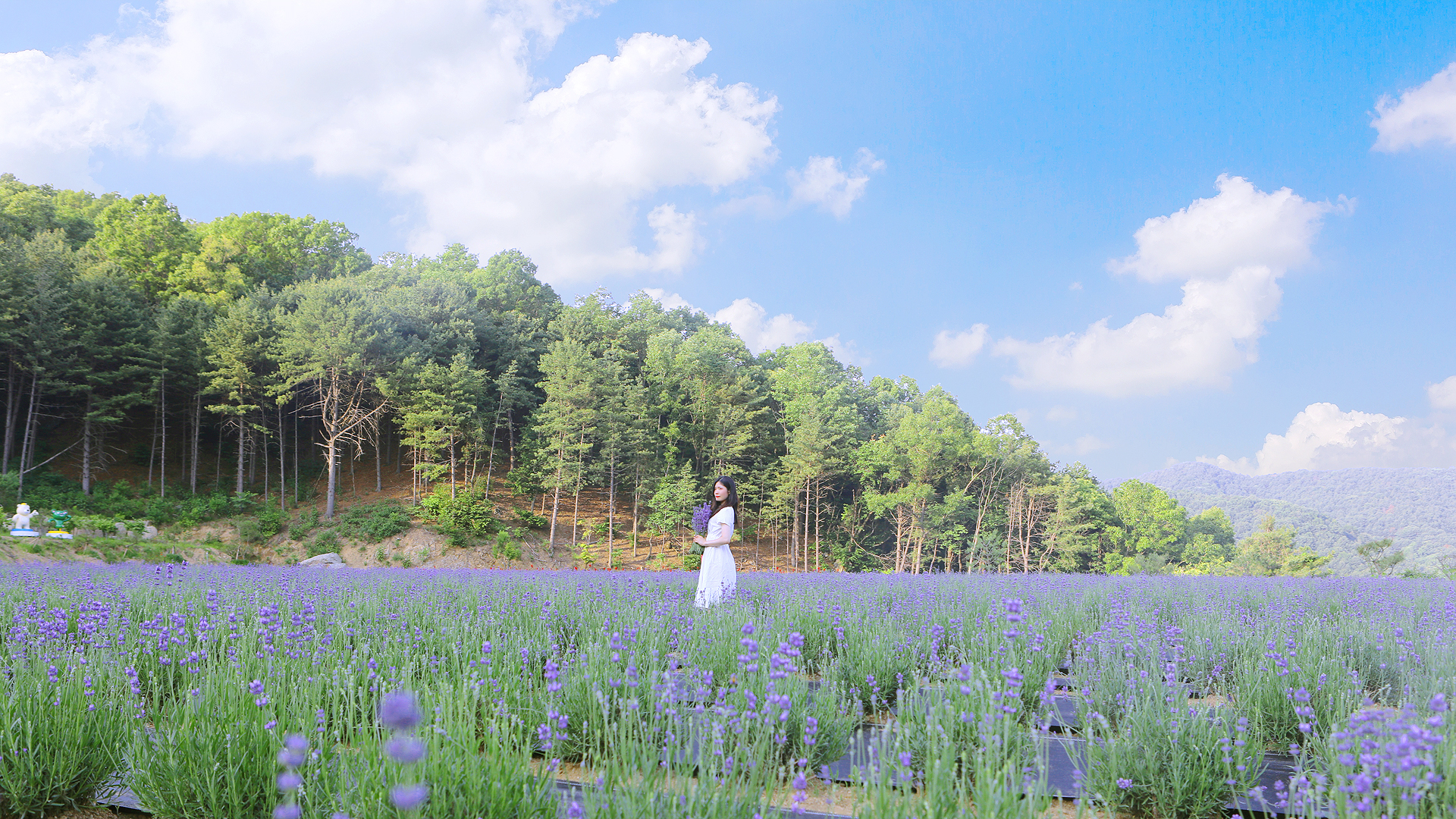 허브아일랜드 라벤더축제
