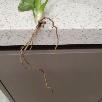 화분 뿌리썩음 예방 배수층강화 흙배합개선 물주기간격 체크리스트_8