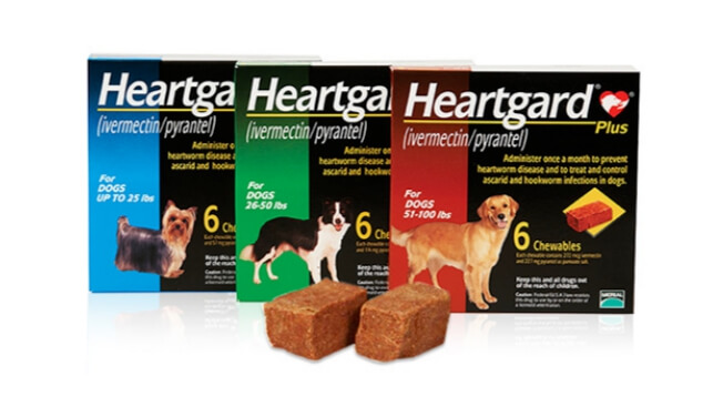 강아지 심장사상충 예방