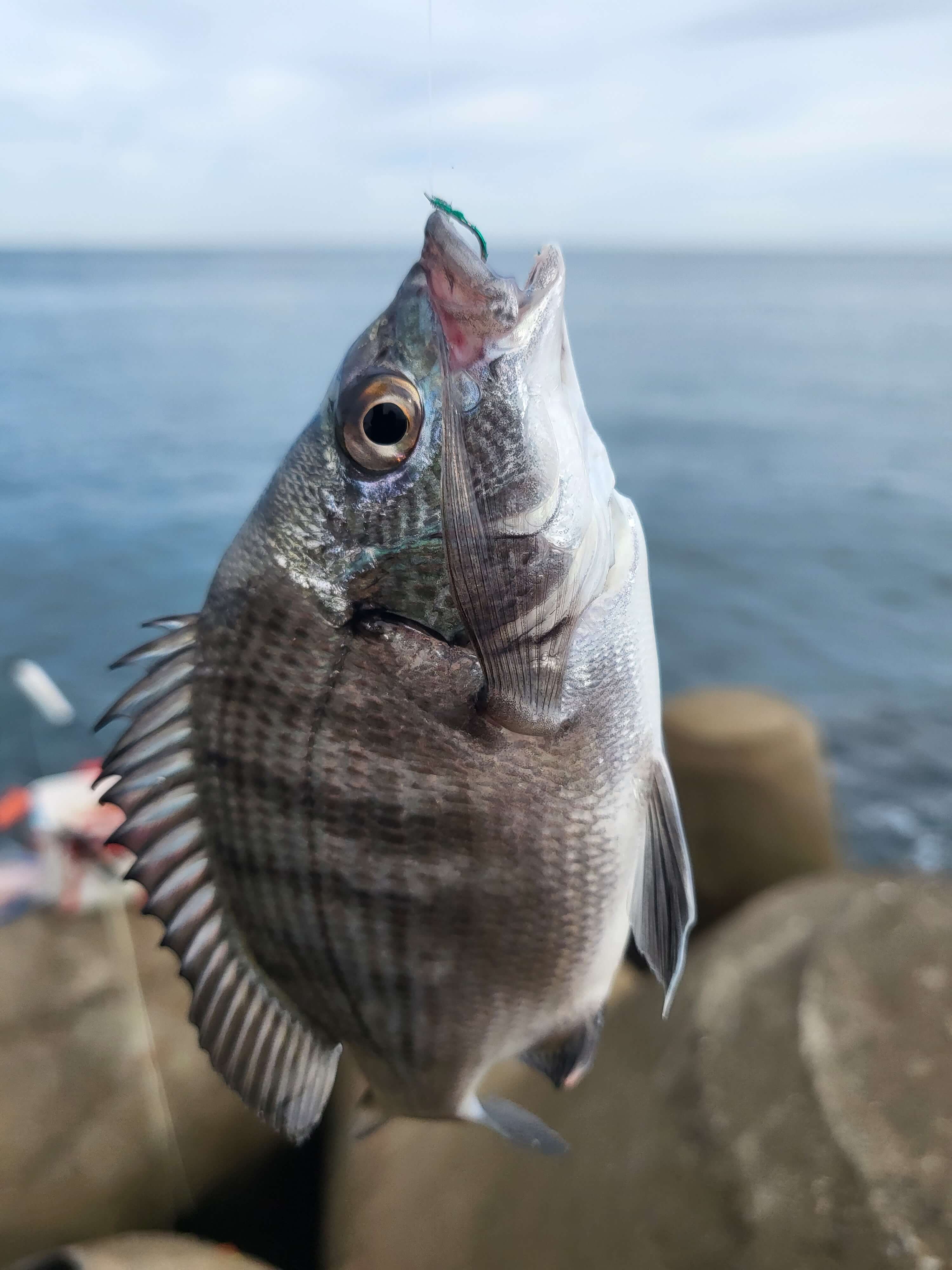 칠암 아나구회, 칠암 방파제, 칠암 야구등대, 칠암 차박하기, 칠암 방파제 낚시 조항
