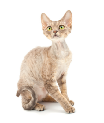 데본렉스-고양이