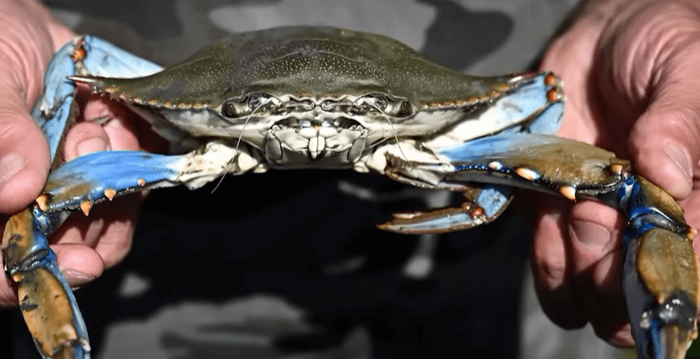 이탈리아 푸른 꽃게