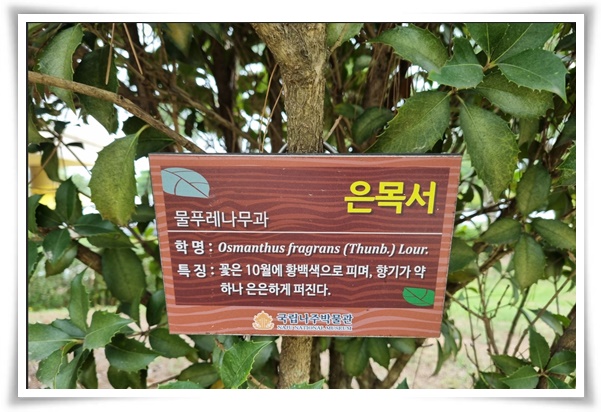 "금목서와 은목서" 한 번 맡으면 잊을 수 없는 가을 꽃의 향기!