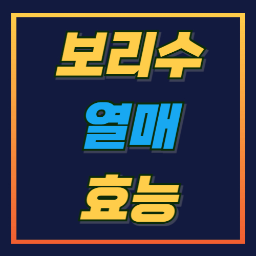 보리수 열매 효능