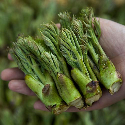 참드릅, 짧은드릅, 푸른잎, 귀여움