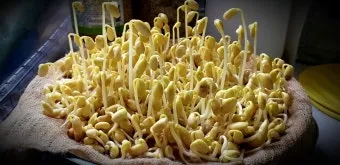 콩나물 재배 콩 불리기 온도 유지 깨끗한 세척_5