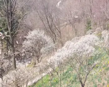 화담숲 예약 봄 수선화 축제_15