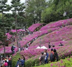 철쭉이 흐드러지는 봄날, 2025 군포 철쭉축제