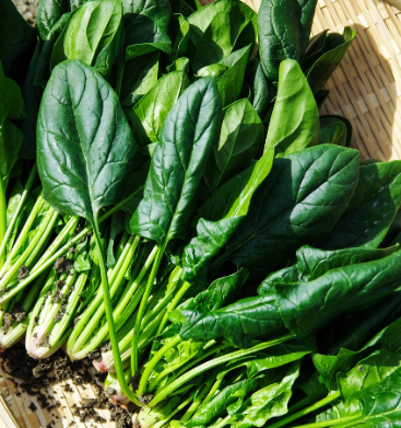 시금치-보관방법