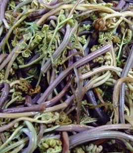 고사리 효능과 부작용 고르는법 칼로리