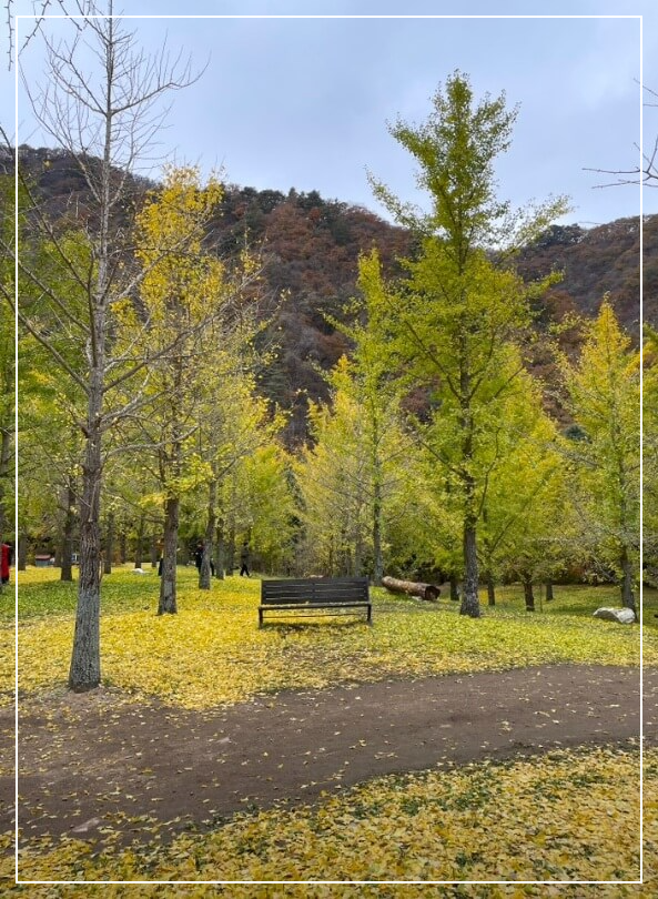 홍천 가볼만한곳 베스트10 홍천 은행나무숲