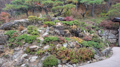 단풍명소_화담숲_자작나무숲