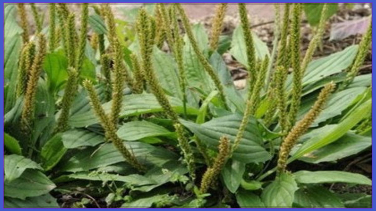 차전자 식물 사진, 차전자피 원료로 사용되는 질경이