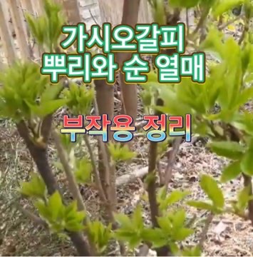 가시-오갈피-나무-뿌리-효능-부작용