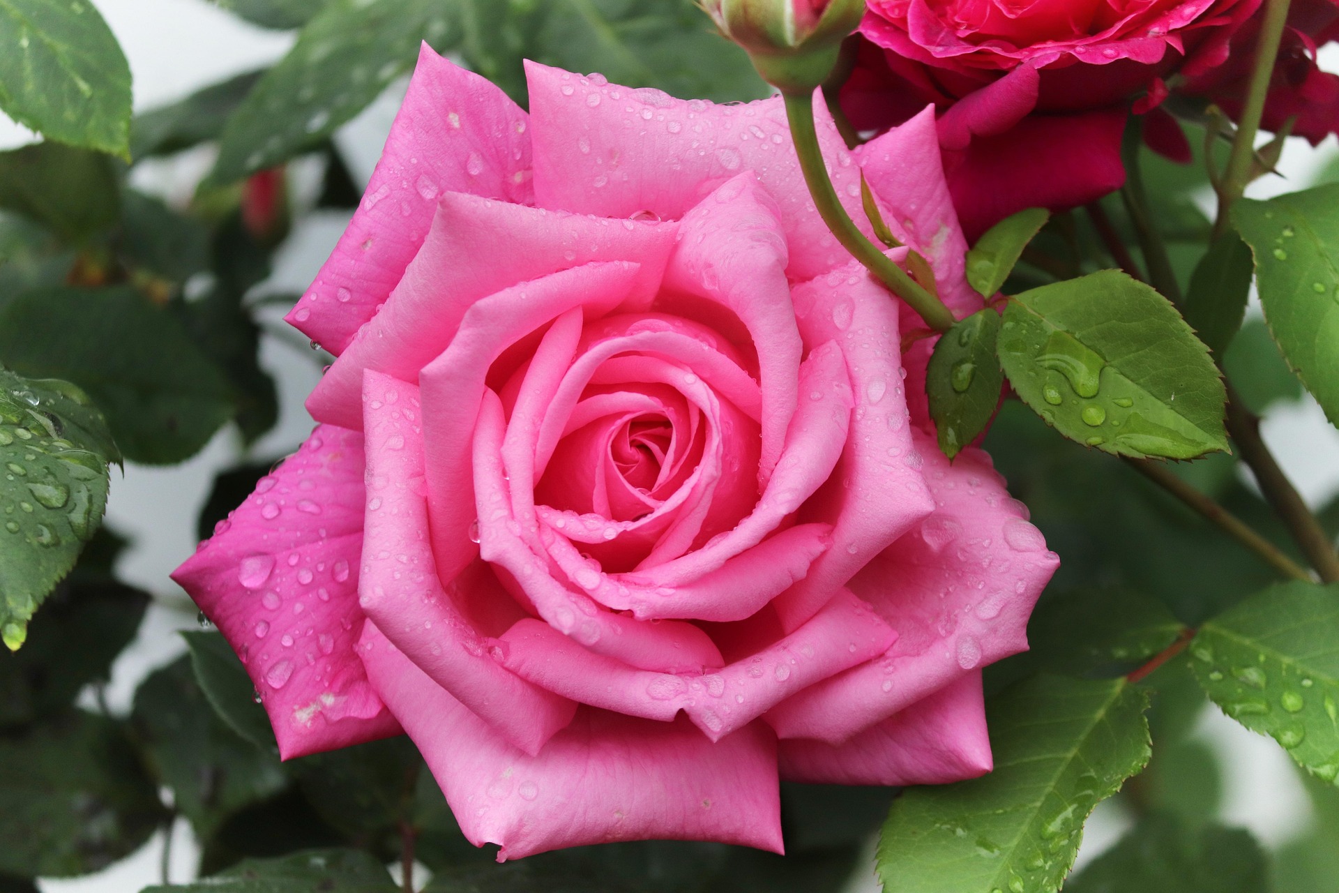 2026 안양천 장미꽃 축제 마라톤 참가 신청 방법을 정리한다.