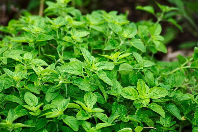 🌿 반려식물로서 허브를 키운다는 것